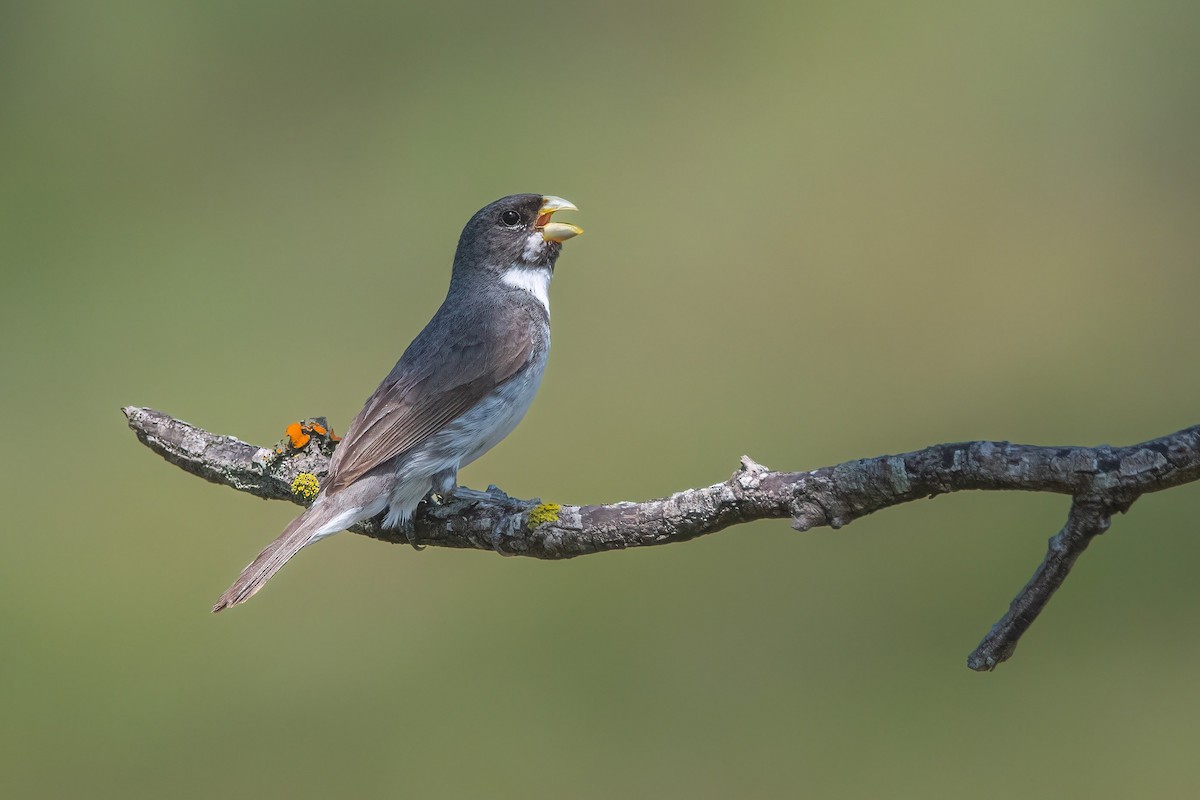 Double-collared Seedeater - ML540147061