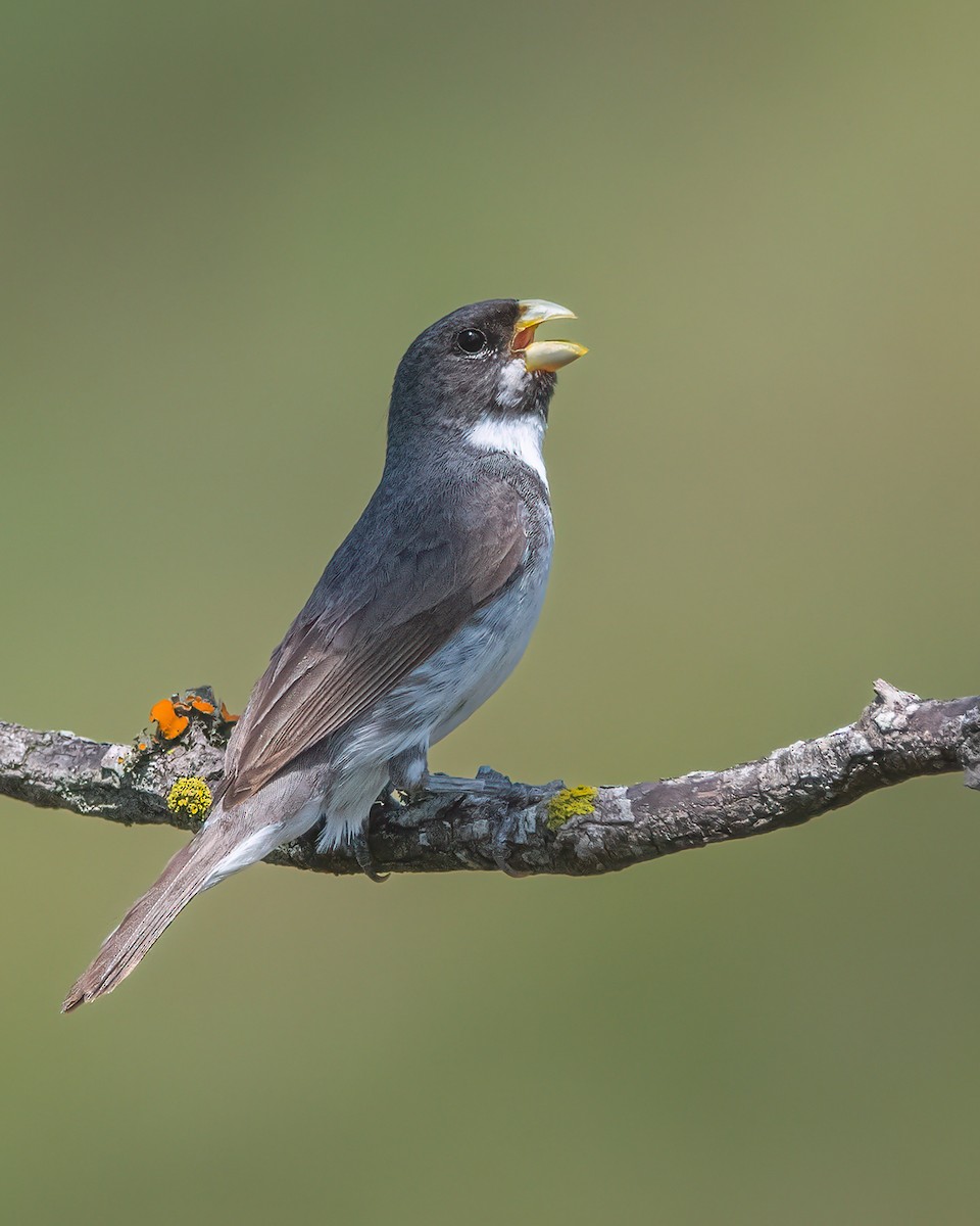 Double-collared Seedeater - ML540147081