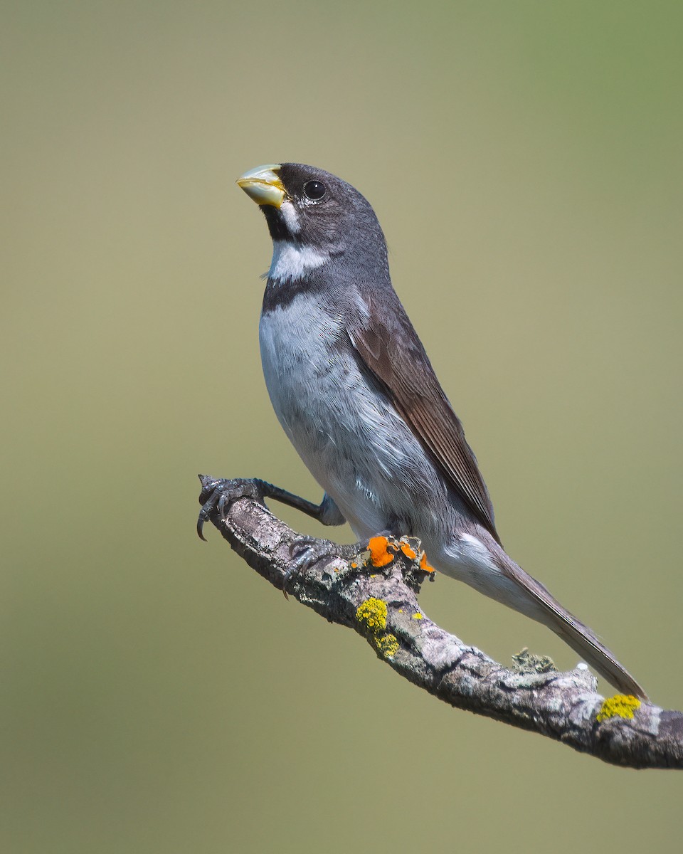 Double-collared Seedeater - ML540147091