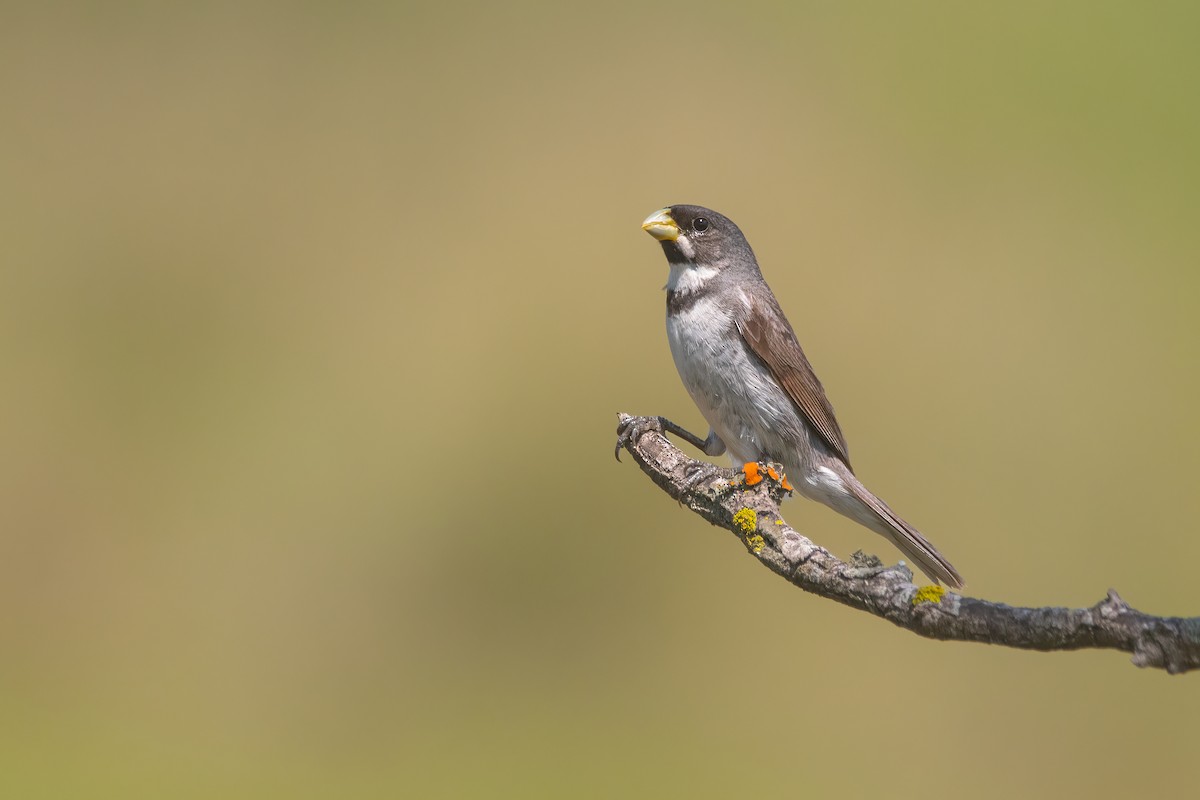 Double-collared Seedeater - ML540147101