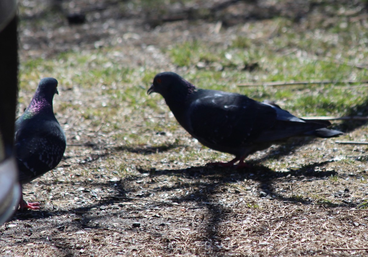 Rock Pigeon (Feral Pigeon) - cammy kaynor