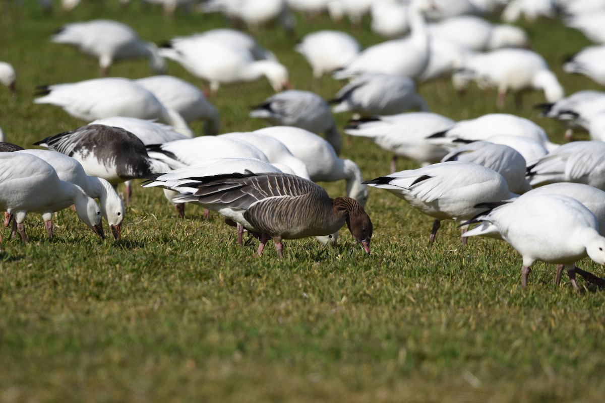 Pink-footed Goose - ML540151741
