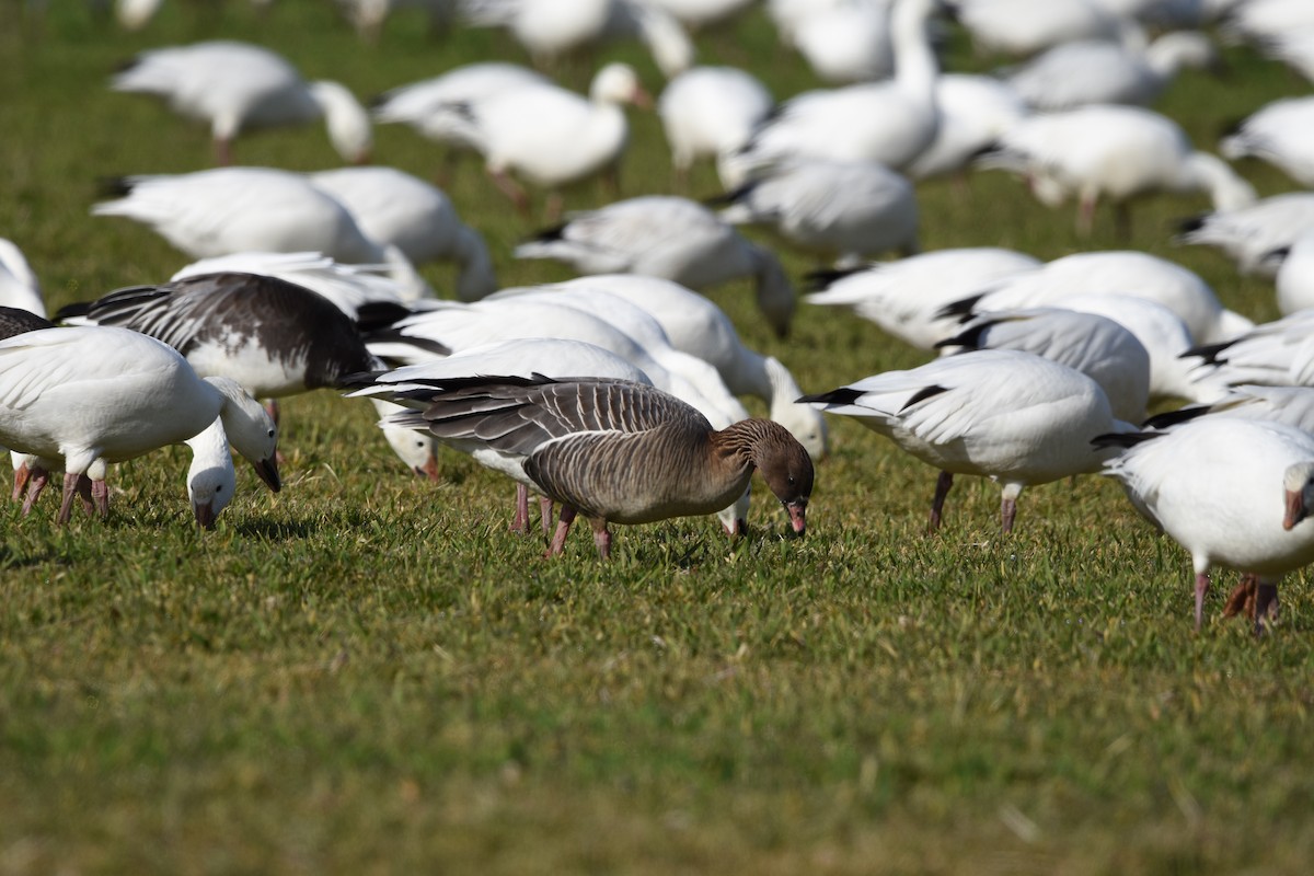 Pink-footed Goose - ML540151751