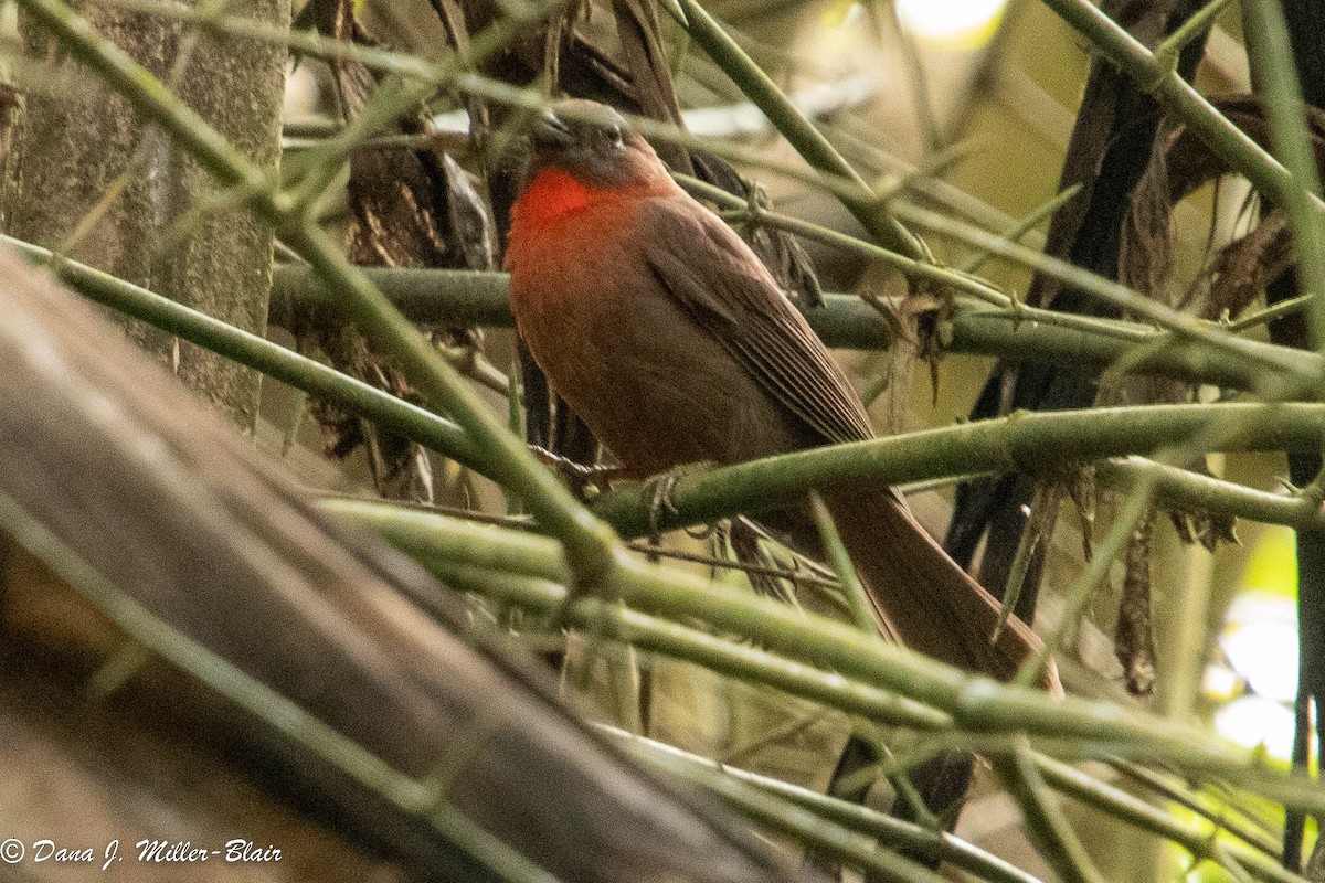 Red-throated Ant-Tanager (Red-throated) - ML540152191