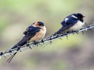 Adult (Red-rumped) (mit Barn Swallow) - Tânia Araújo - ML54015271