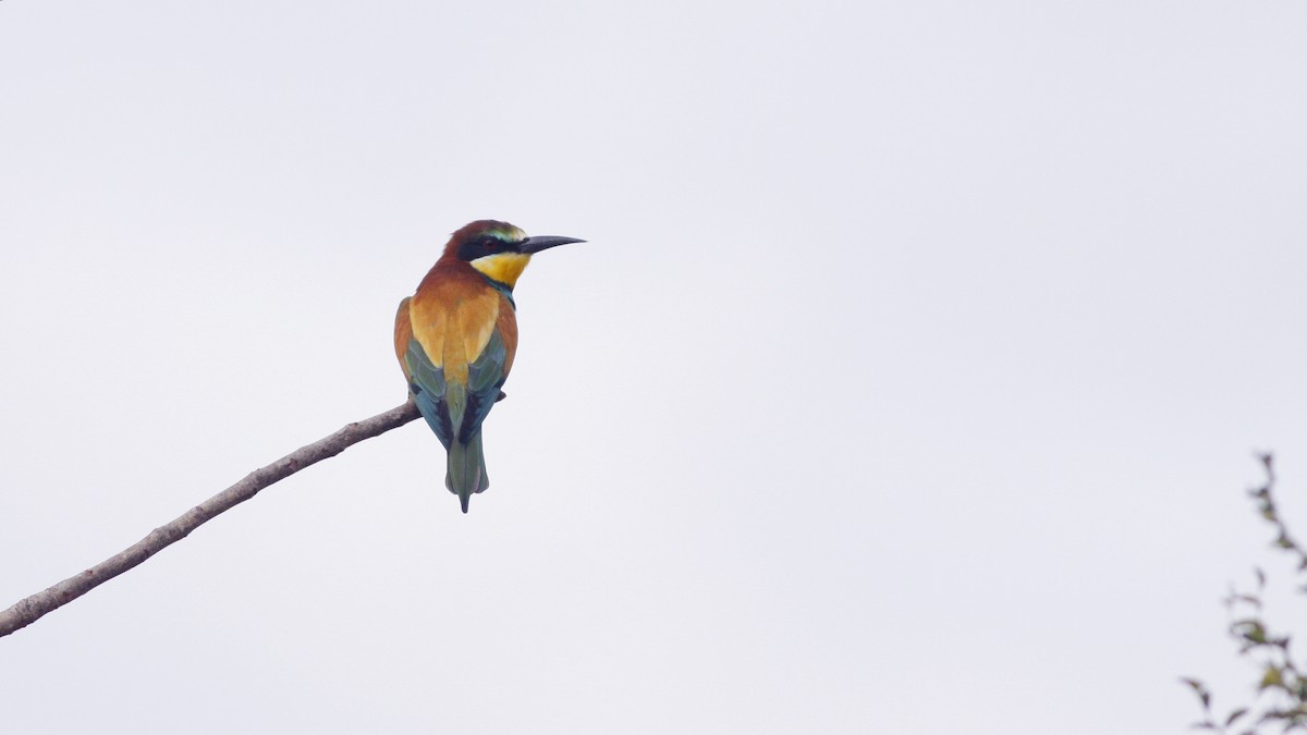European Bee-eater - ML540155031