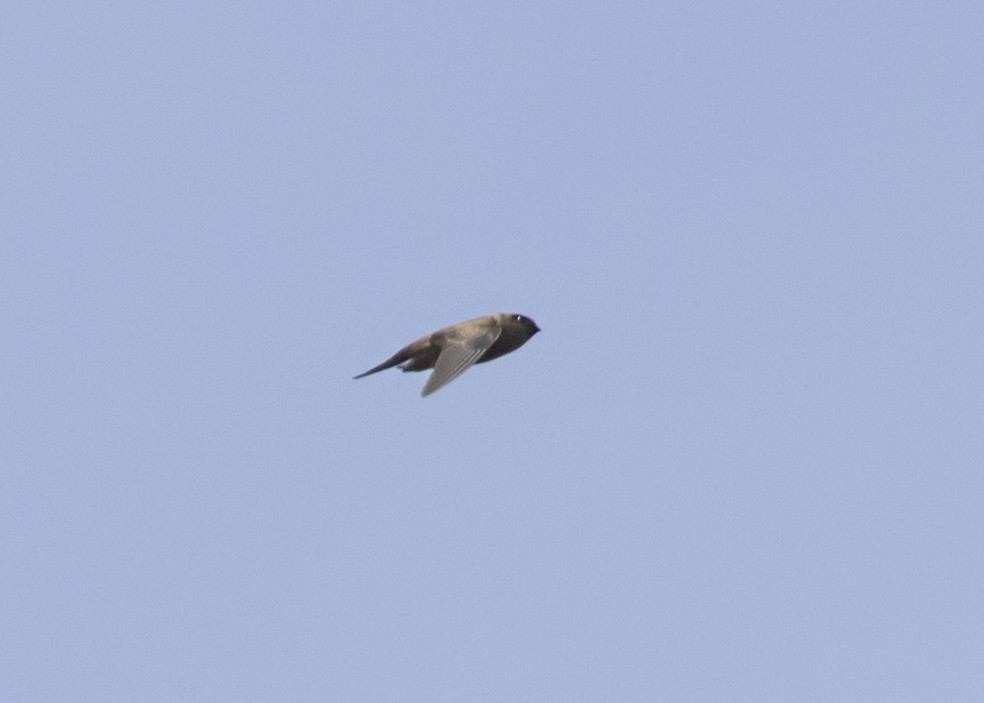 Indian Swiftlet - ML540157011