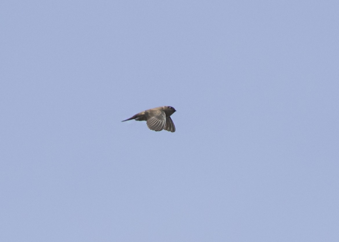 Indian Swiftlet - ML540157021