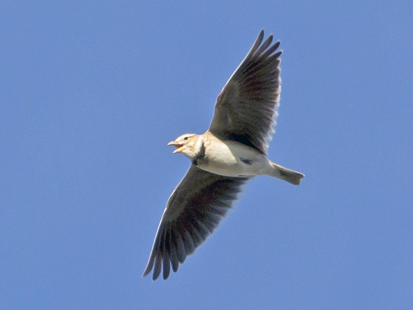 Calandria Común - eBird
