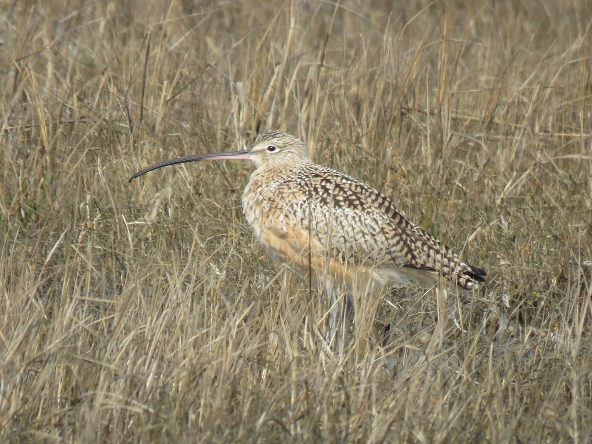 Long-billed Curlew - ML540170171