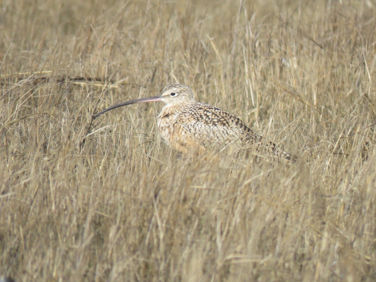 Long-billed Curlew - ML540170181