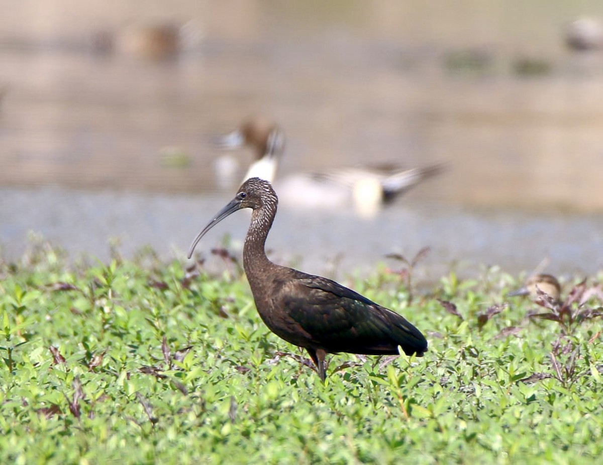 ibis hnědý - ML540171661