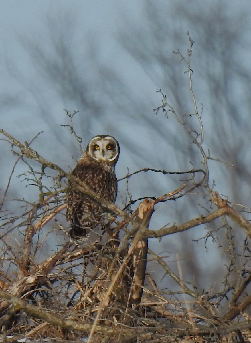 Short-eared Owl - ML540172441