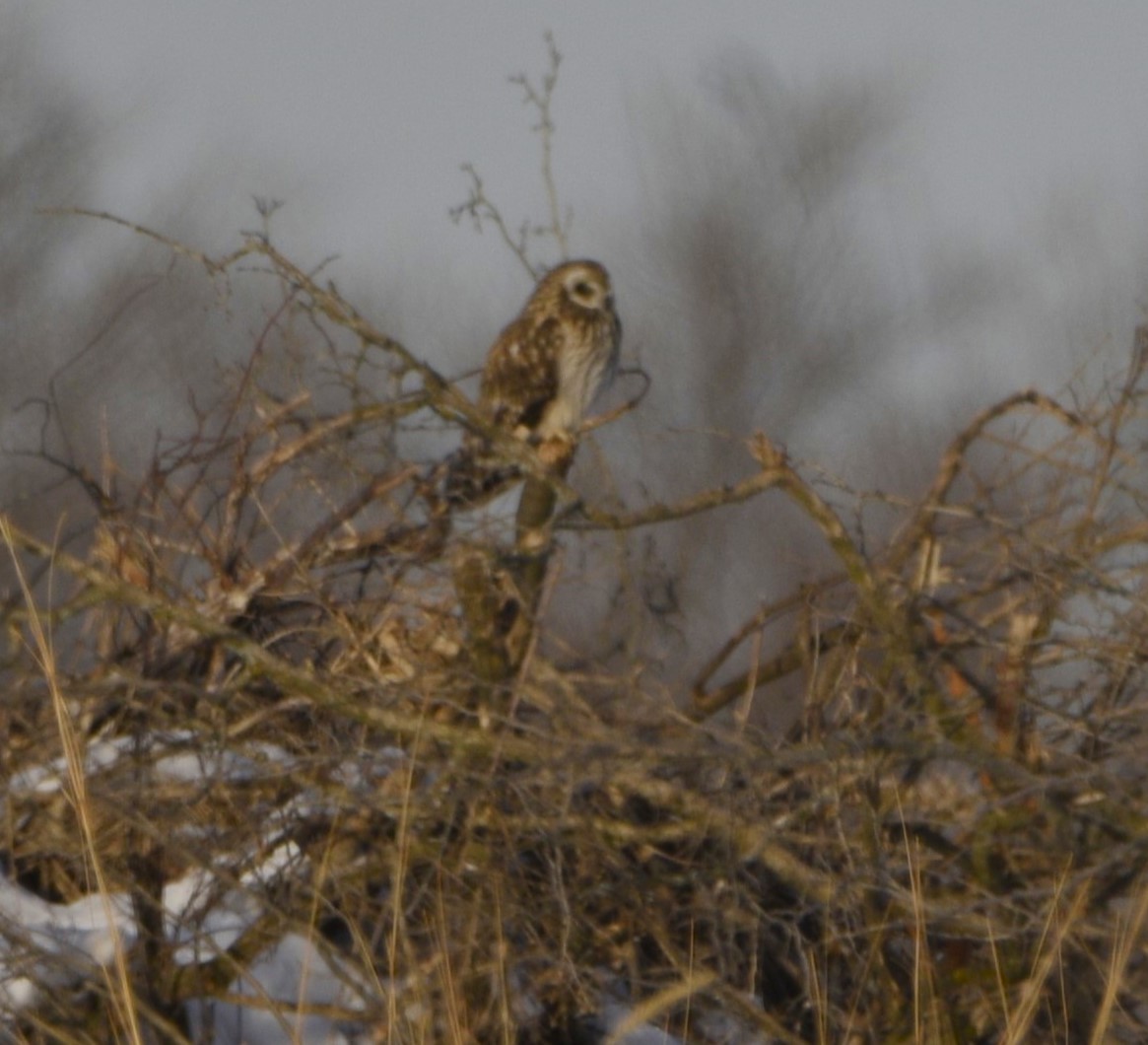 Short-eared Owl - ML540172621