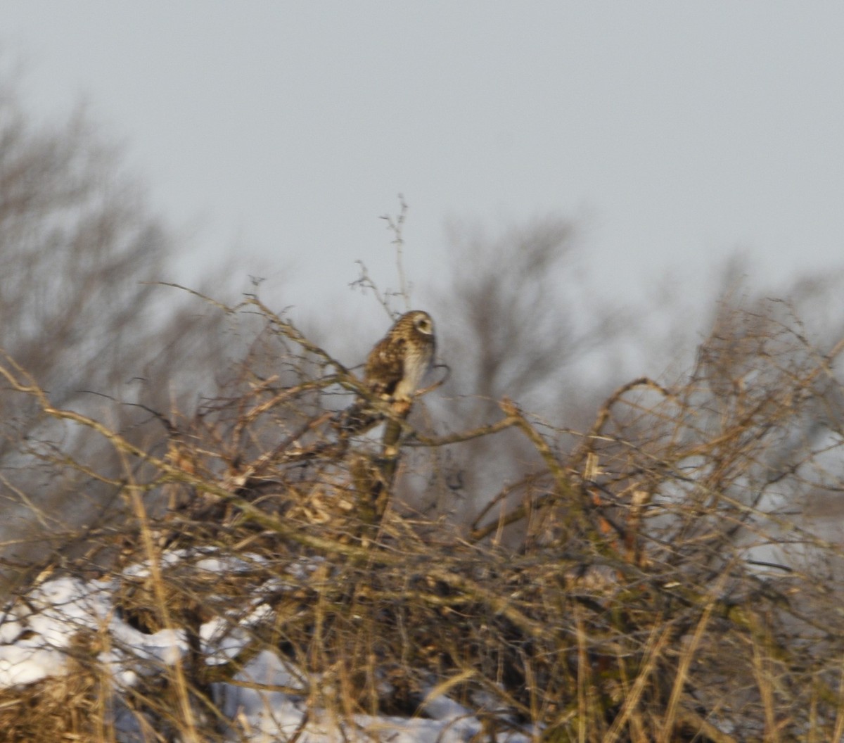Short-eared Owl - ML540172781