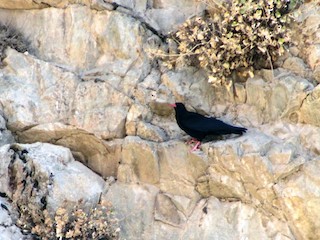 ベニハシガラス - eBird
