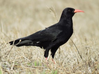 バカラ 鳥 楽天市場】バカラ クリスタル アンペラトールイーグル ワシ 鷲
