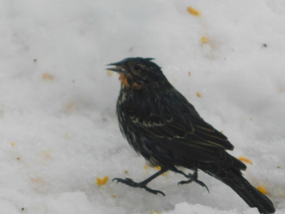 Red-winged Blackbird - Don Nussbaum