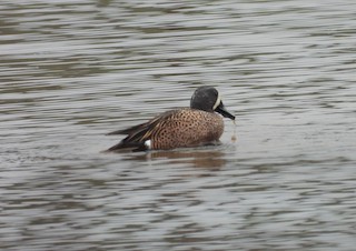 Blue-winged Teal, ML540179581