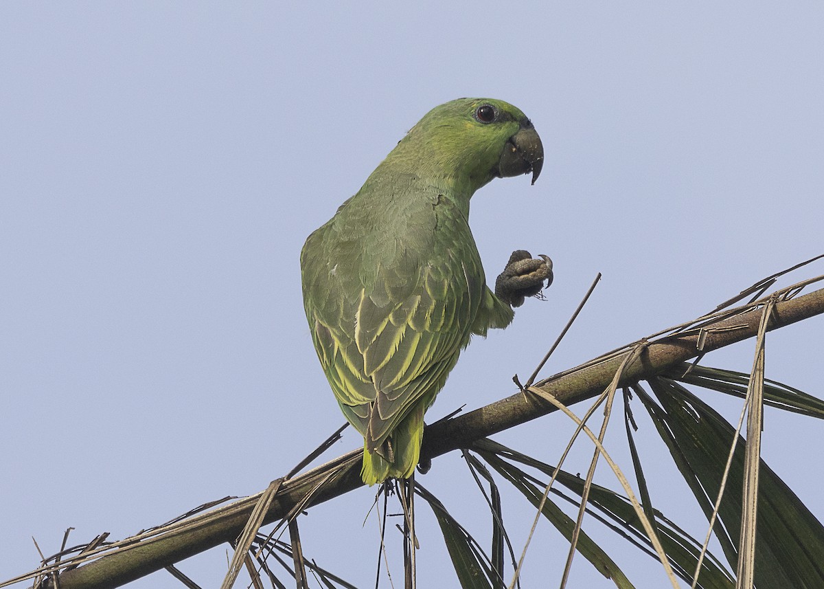 Short-tailed Parrot - Silvia Faustino Linhares