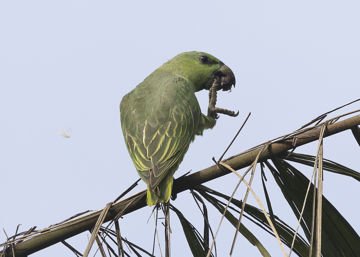 Short-tailed Parrot - ML540180081