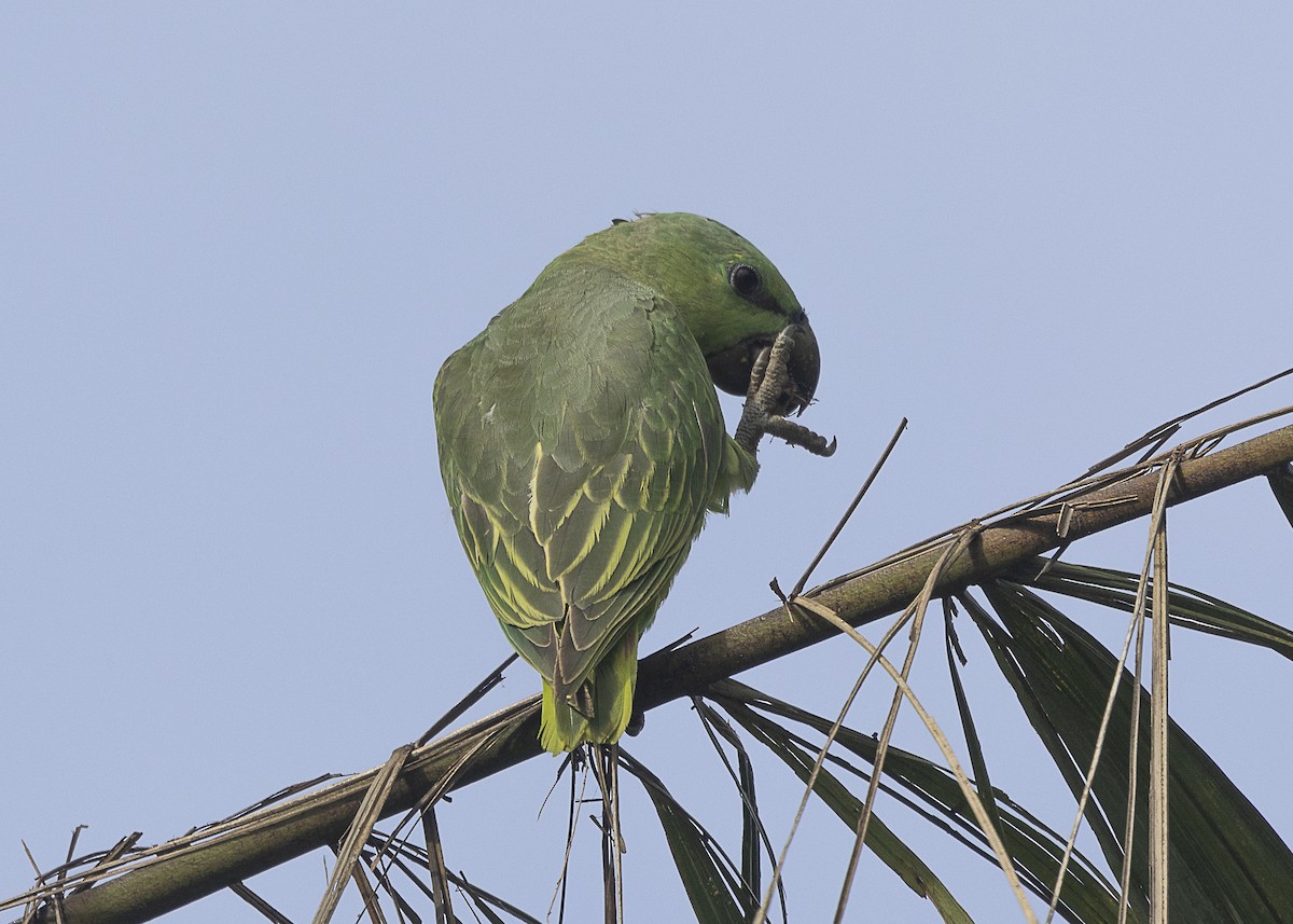 Short-tailed Parrot - ML540180141