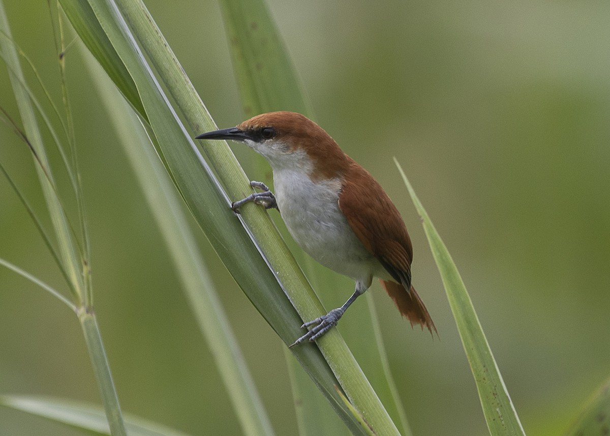 Red-and-white Spinetail - Silvia Faustino Linhares