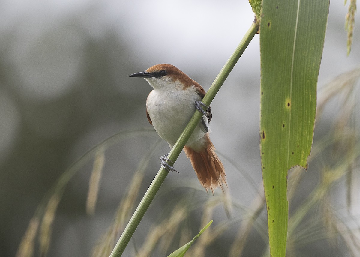 Red-and-white Spinetail - ML540180341