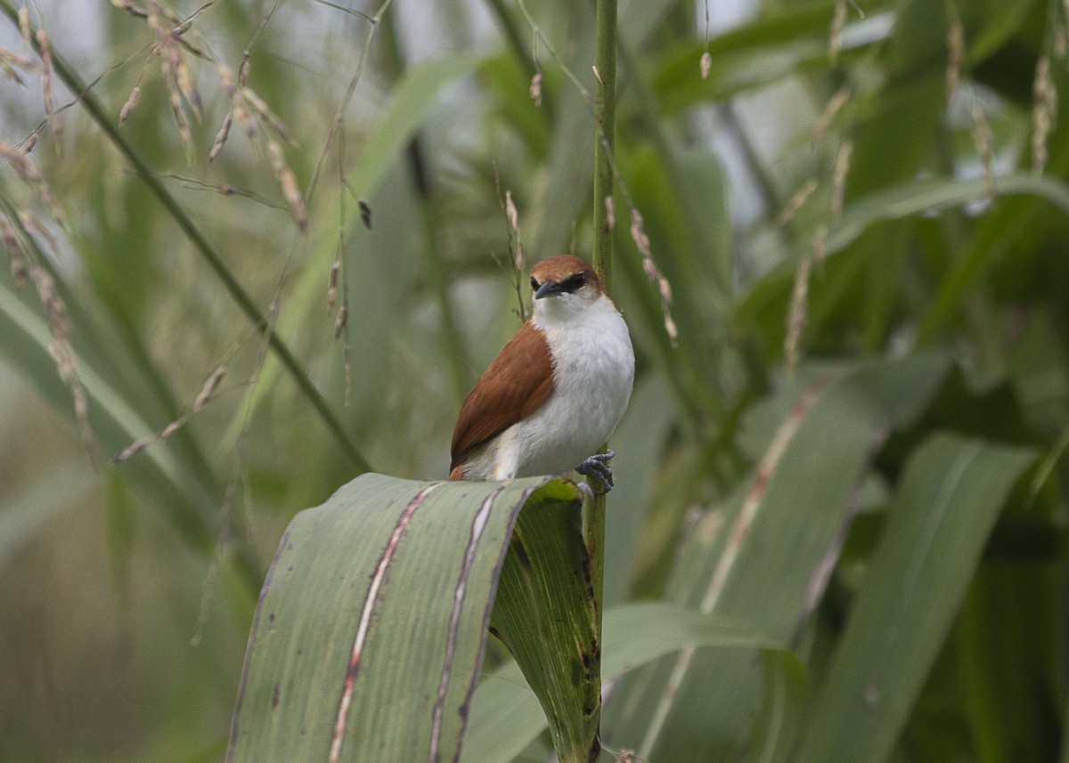 Red-and-white Spinetail - ML540180351