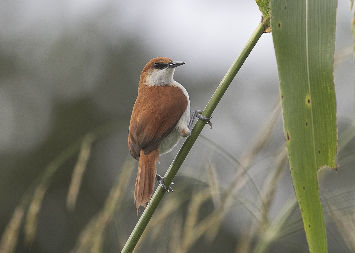 Red-and-white Spinetail - ML540180391