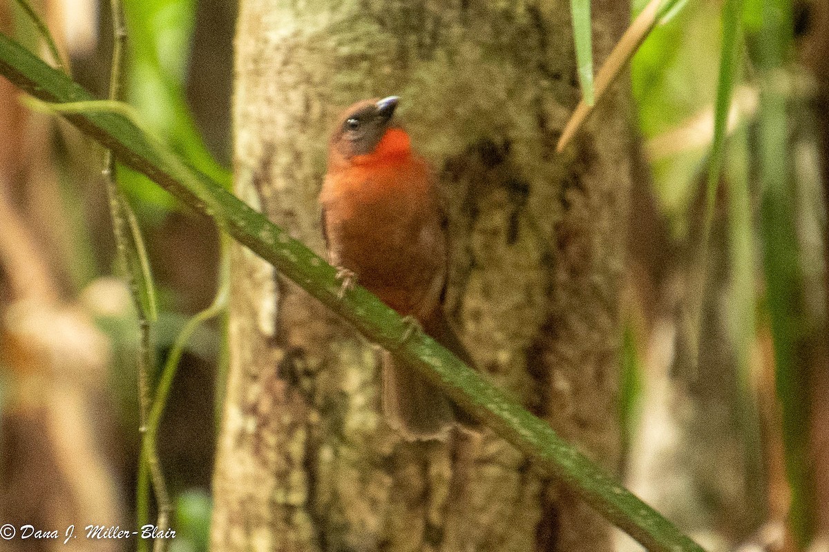 Red-throated Ant-Tanager (Red-throated) - ML540183861