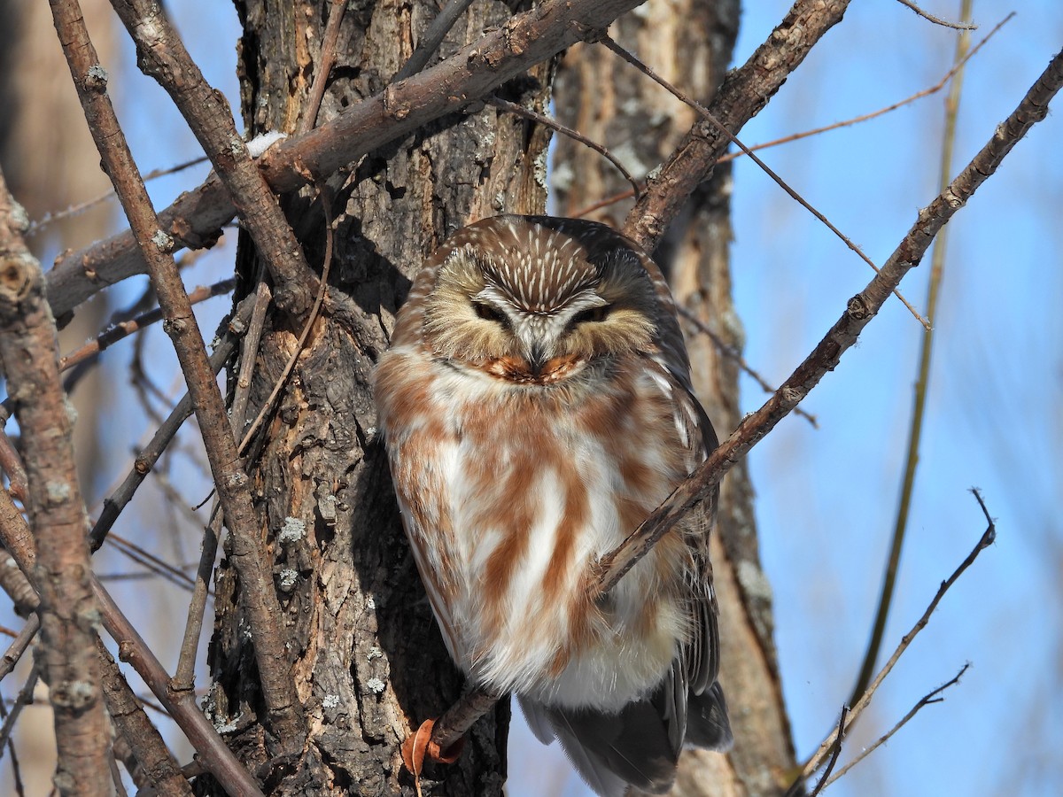eBird Québec Checklist 27 Feb 2023 RN de PointeYamachiche 8 species