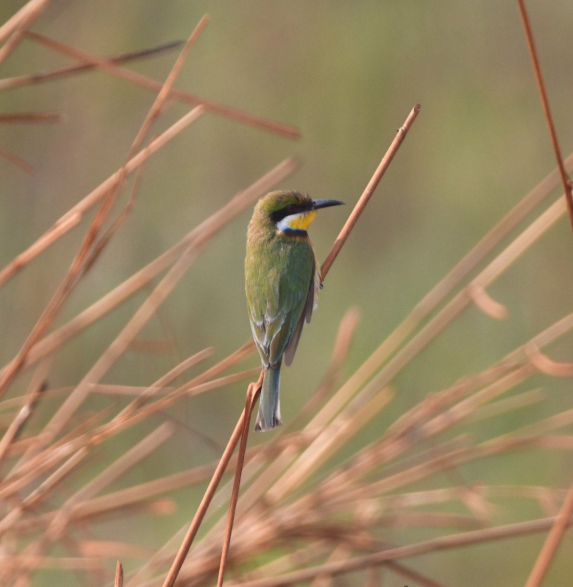 Blue-breasted Bee-eater - ML540188601