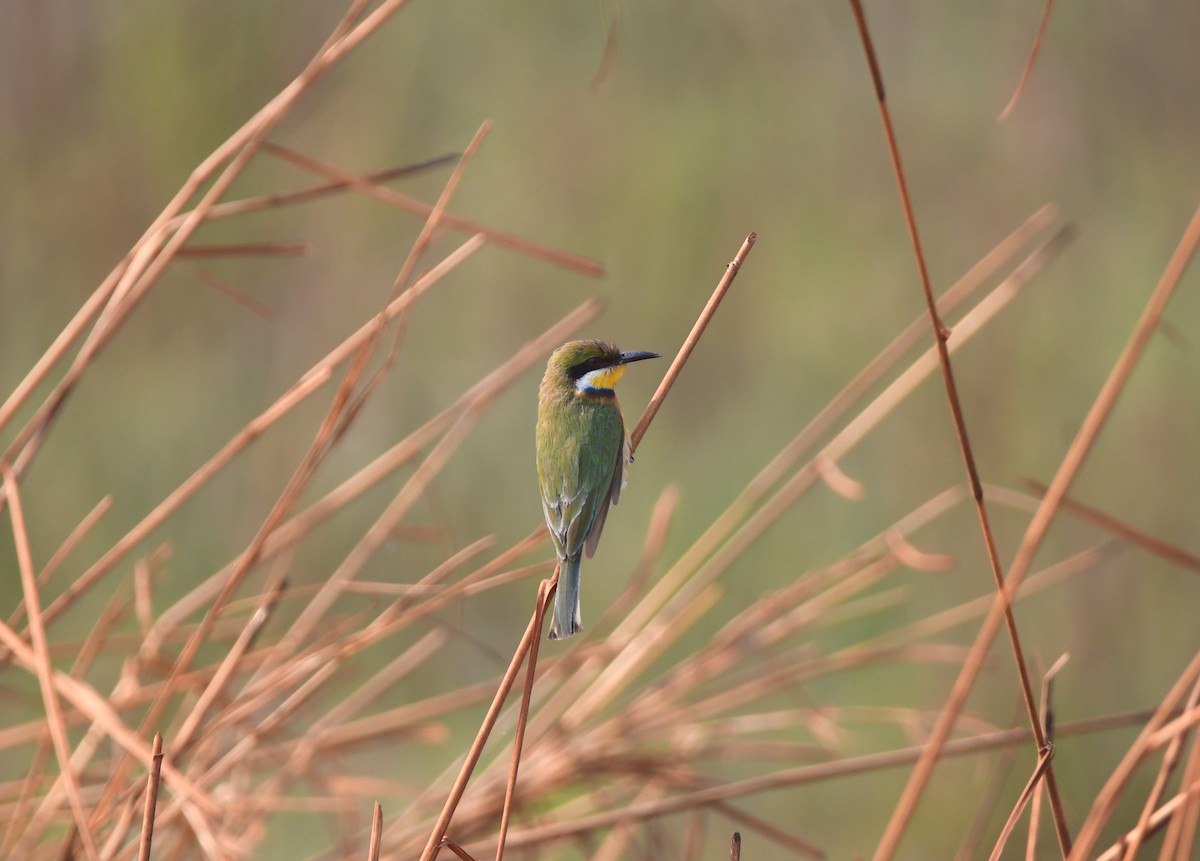 Blue-breasted Bee-eater - ML540188761