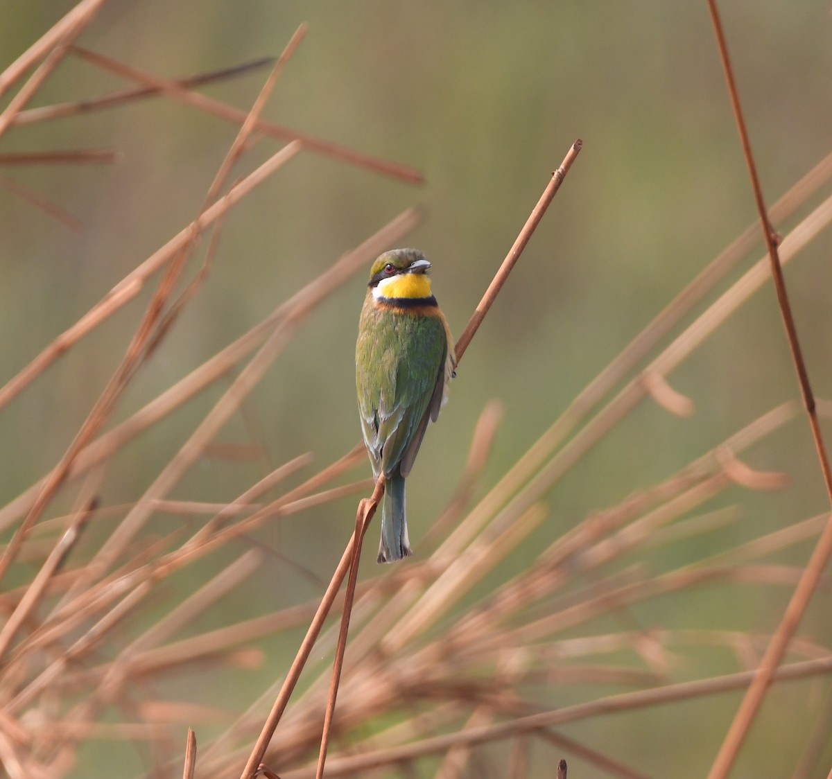 Blue-breasted Bee-eater - ML540188841