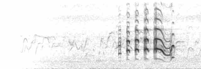  - Red-wattled Lapwing