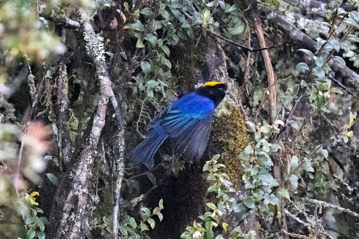 Golden-crowned Tanager - ML540190881