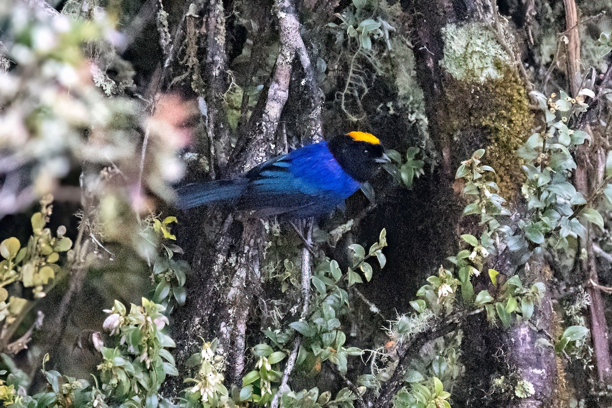 Golden-crowned Tanager - ML540190891