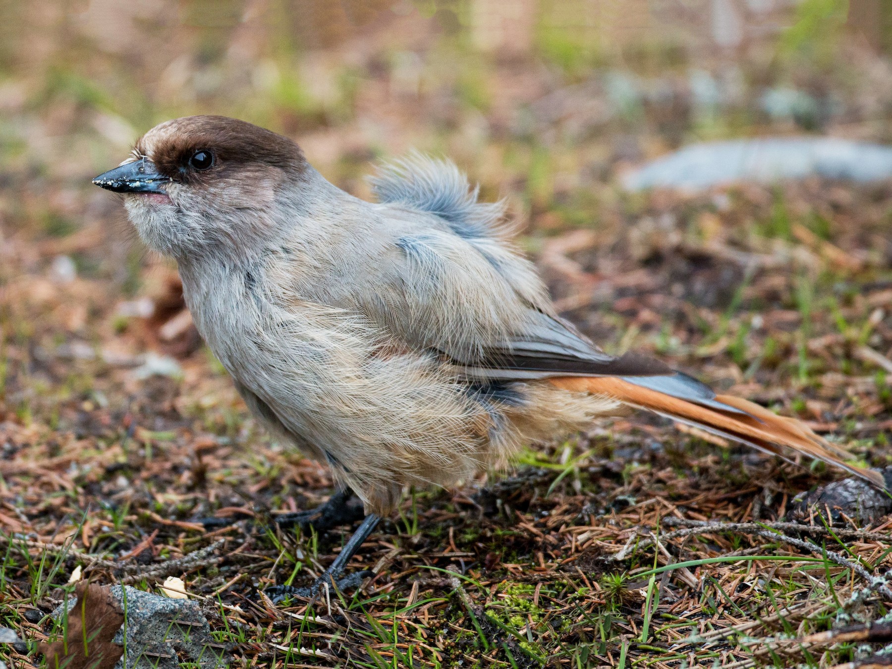 Siberian Jay - Ian Davies