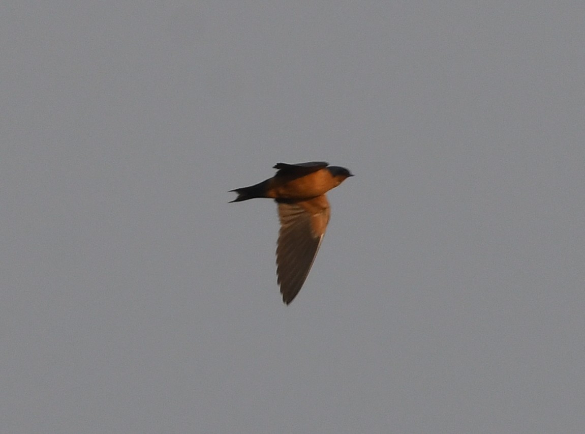 Black-and-rufous Swallow - ML540192501