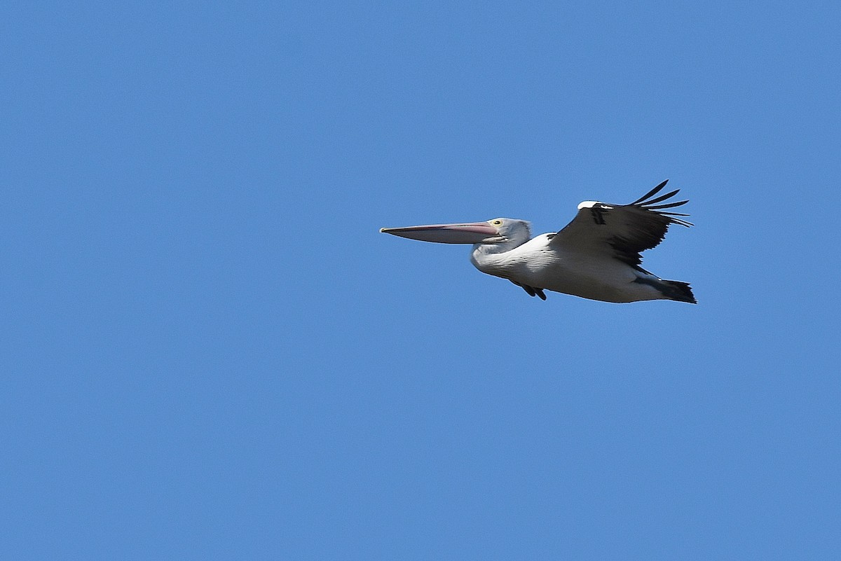 pelikán australský - ML54019261