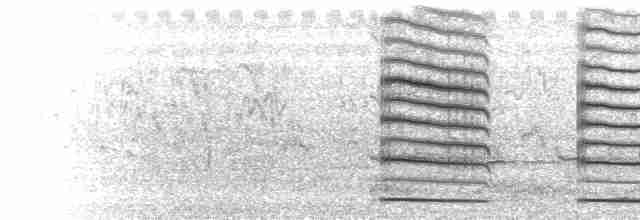  - Pheasant-tailed Jacana