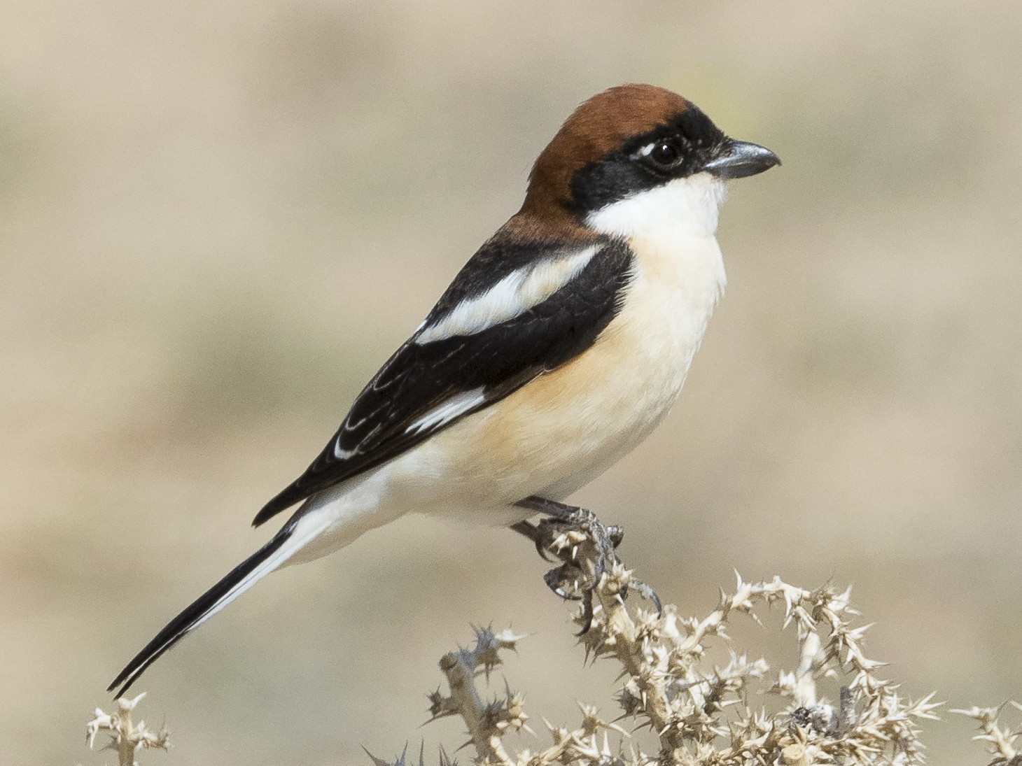 Woodchat Shrike - Markus Craig