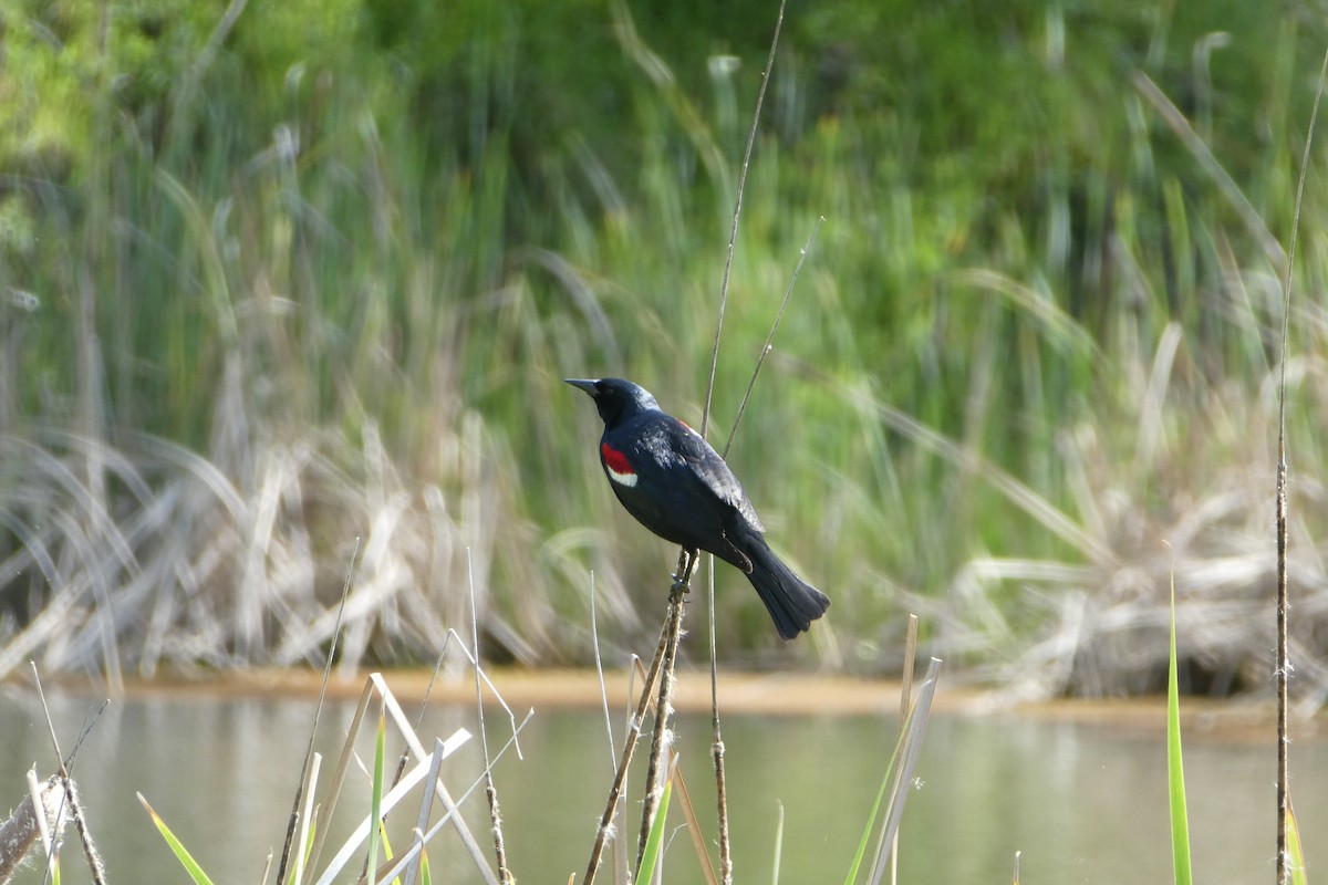 Tricolored Blackbird - ML54019581
