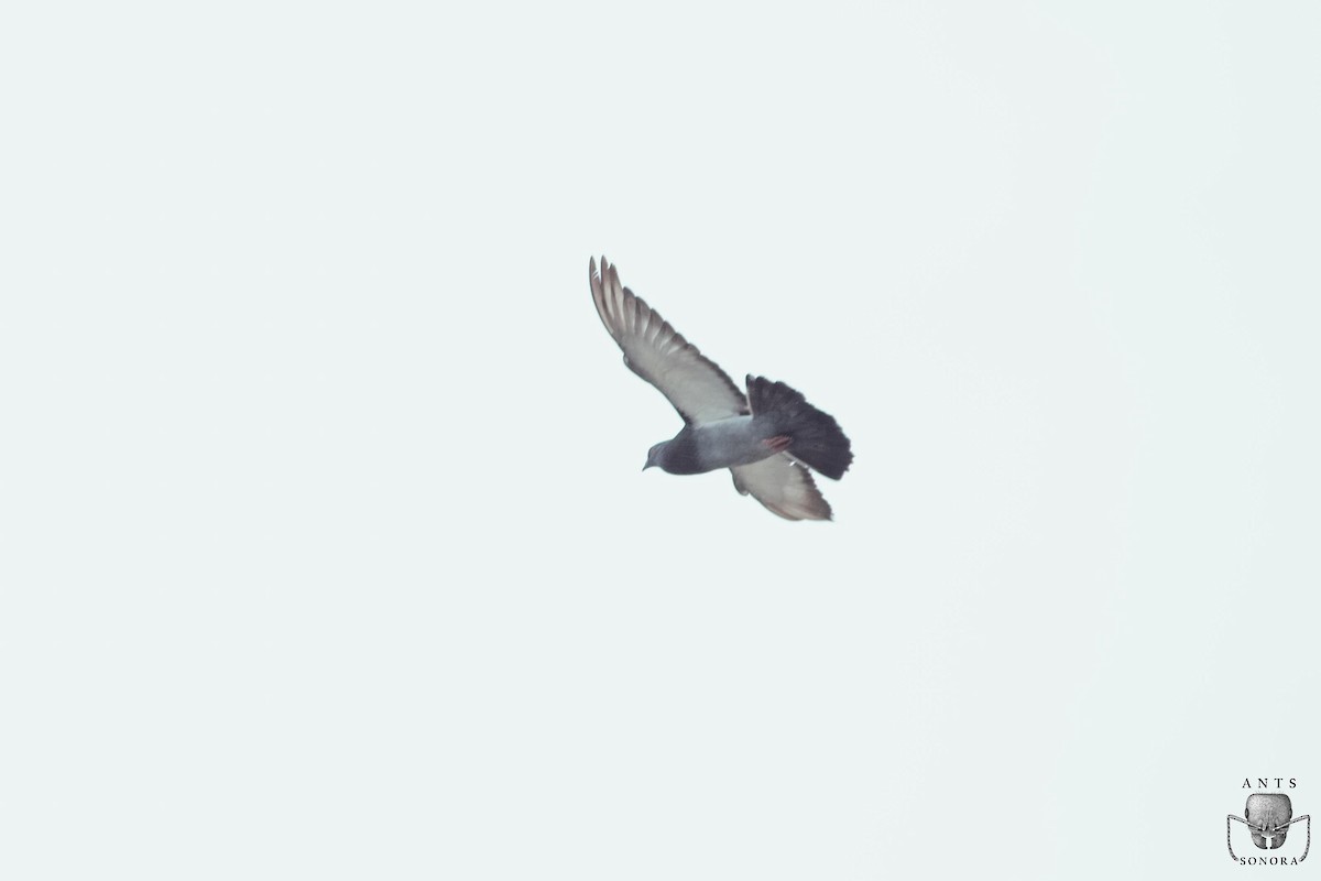 Rock Pigeon (Feral Pigeon) - ML540197901