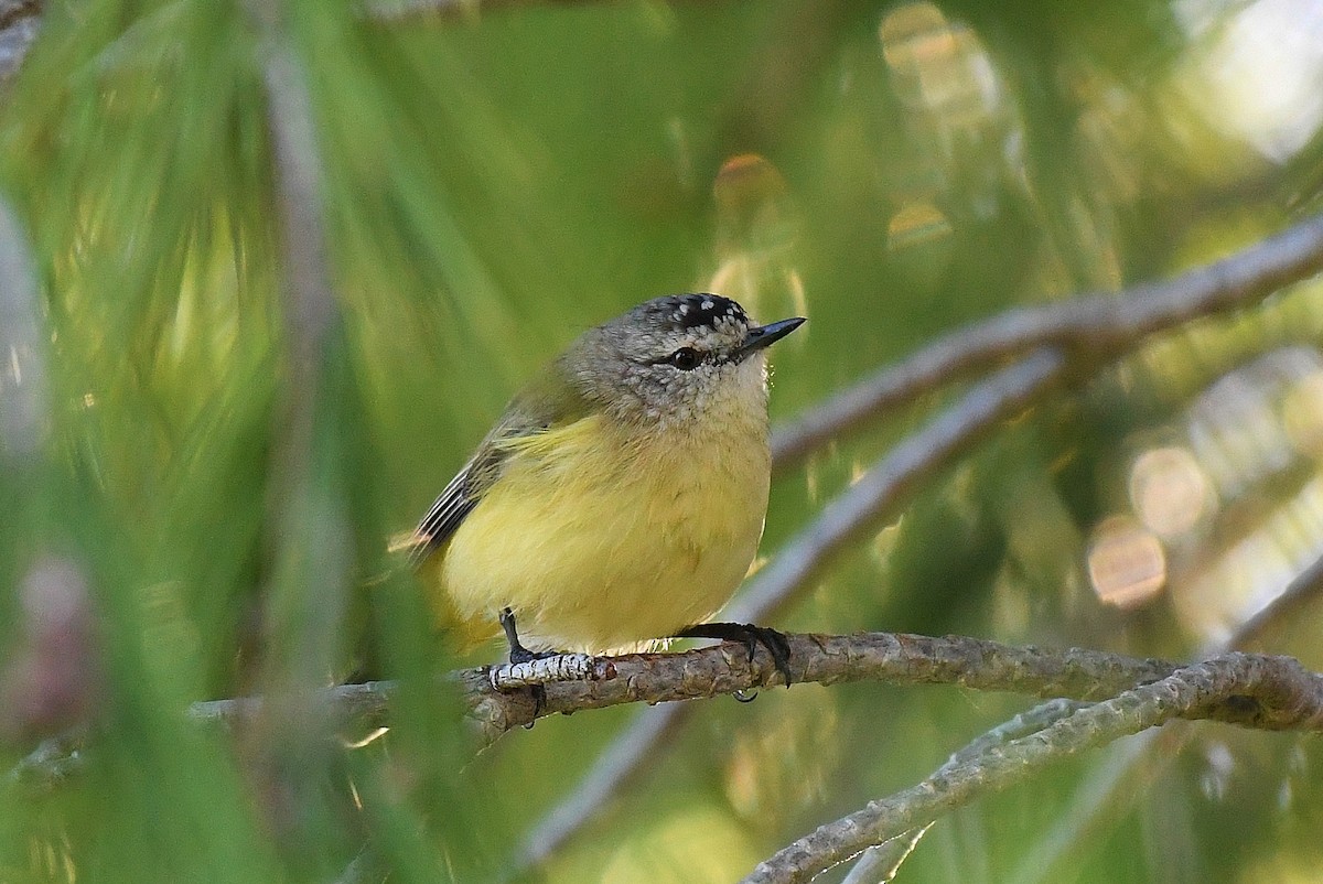 Yellow-rumped Thornbill - Terence Alexander