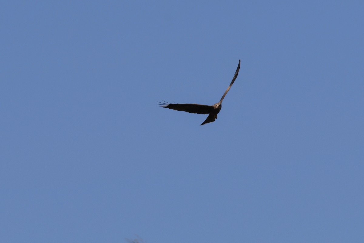 Black Kite - ML54020071