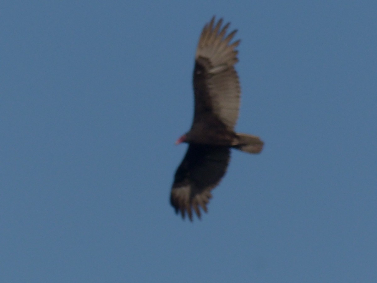 Turkey Vulture - ML540202101
