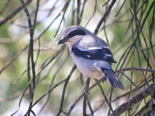  - Iberian Gray Shrike