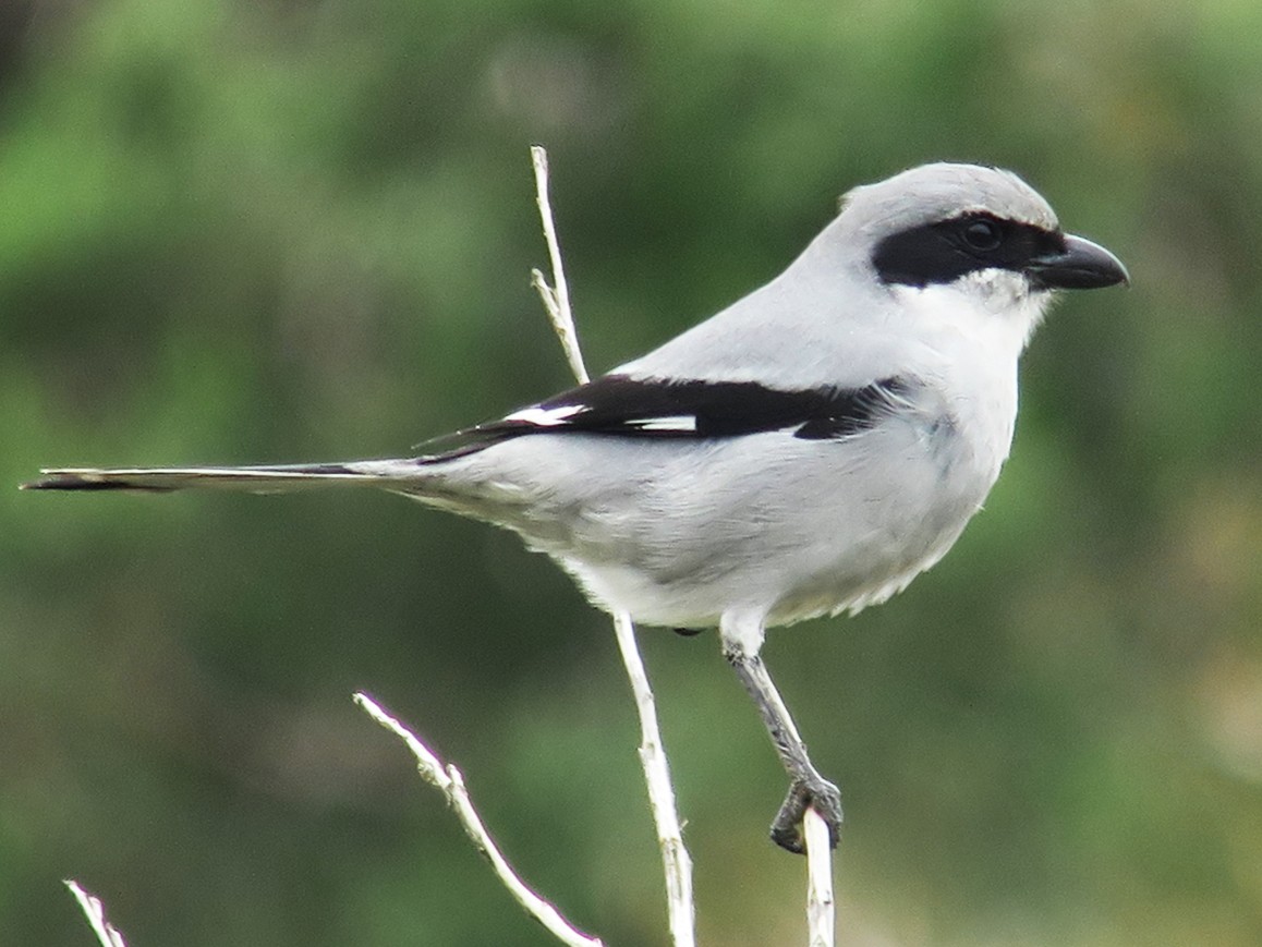 Great Gray Shrike - Cédric Mroczko